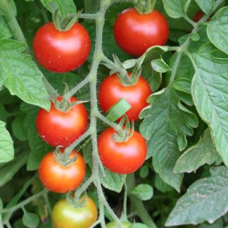 Plant tomate greffée type cerise rouge
