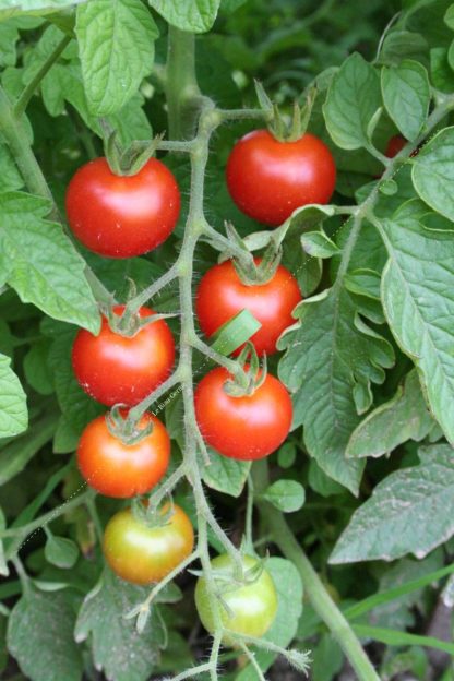 Plant tomate greffée type cerise rouge