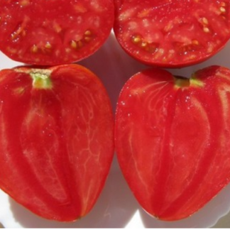Plant de tomate Coeur de Boeuf