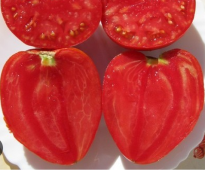 Plant de tomate Coeur de Boeuf