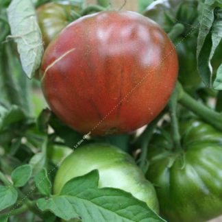 Plant bio tomate noire de crimée