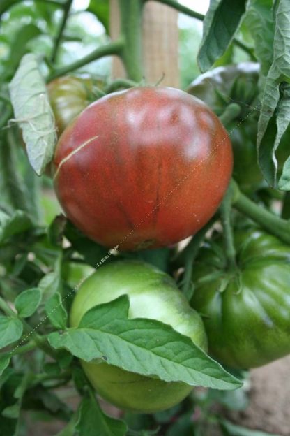 Plant bio tomate noire de crimée