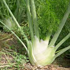 Plants de fenouil Romanesco