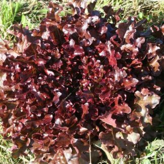 Plant bio laitue feuille de chêne rouge