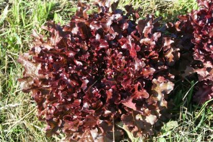 Plant bio laitue feuille de chêne rouge