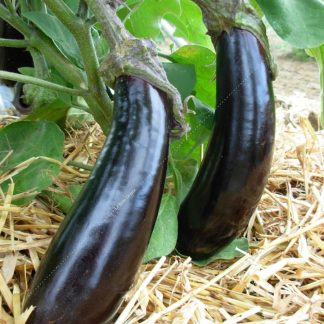 Plant bio aubergine longue violette