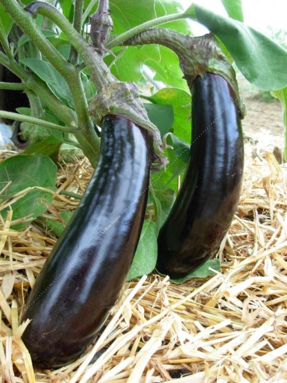 Plant bio aubergine longue violette