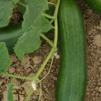 Plant bio concombre