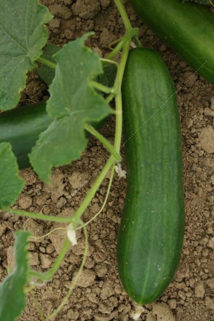 Plant bio concombre