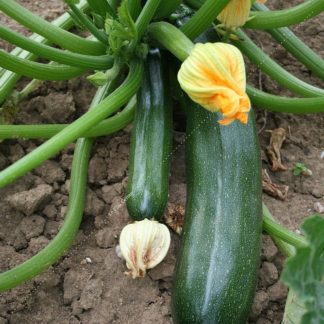 Plant bio courgette verte