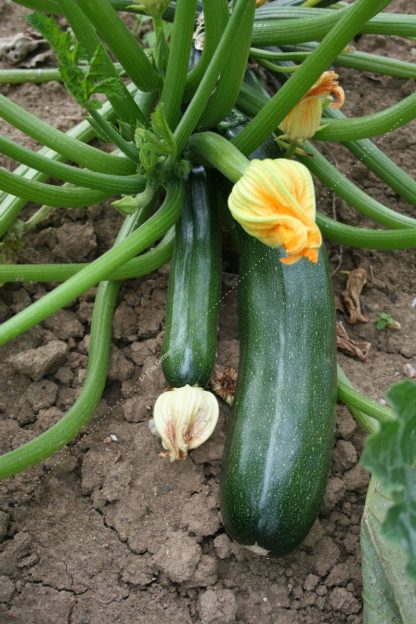 Plant bio courgette verte