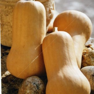 Plant bio courge butternut