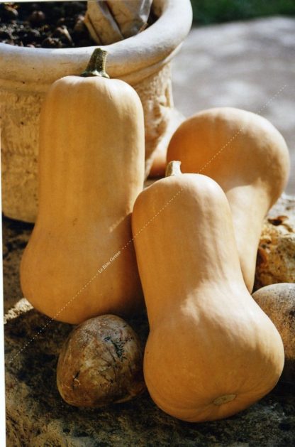 Plant bio courge butternut
