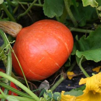 Plant bio potimaron red kuri
