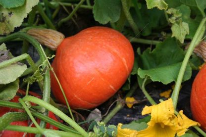 Plant bio potimaron red kuri