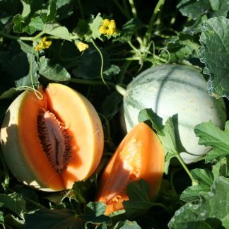 Plant bio melon charantais