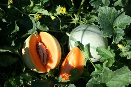 Plant bio melon charantais