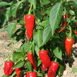 Plant bio piment de la bresse
