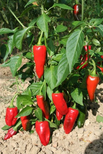 Plant bio piment de la bresse
