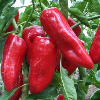 Plant bio poivron doux