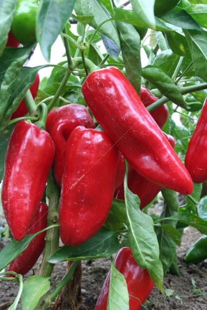 Plant bio poivron doux
