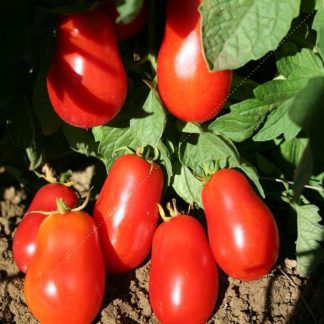 Plant bio tomate roma