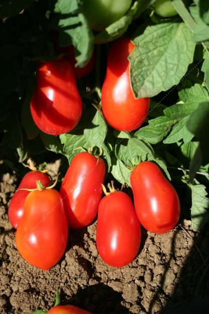 Plant bio tomate roma
