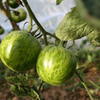 Plant bio tomate Green zebra