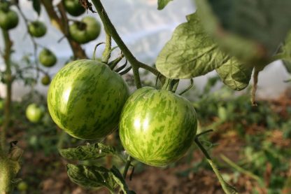 Plant bio tomate Green zebra