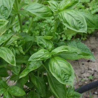 Plant bio basilic grand vert