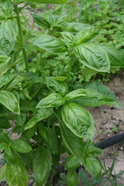 Plant bio basilic grand vert