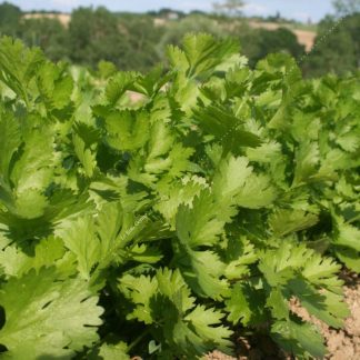 Plant bio coriandre