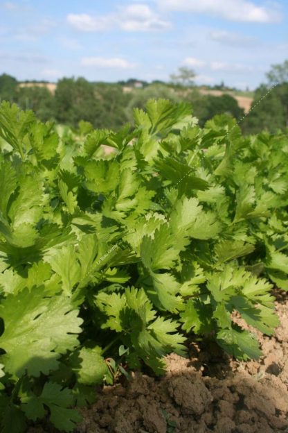 Plant bio coriandre