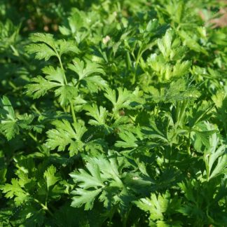 Plant bio persil commun