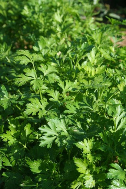 Plant bio persil commun