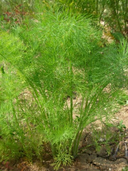 Plant bio aneth