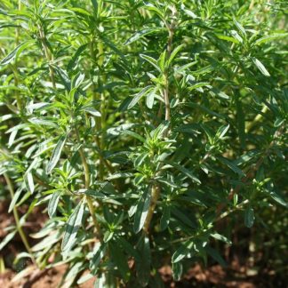 Plant bio sarriette
