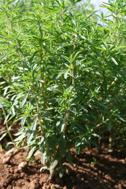 Plant bio sarriette