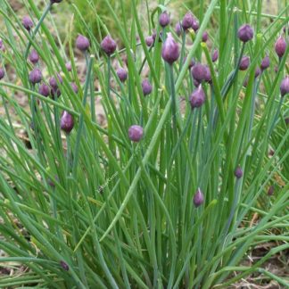 Plant bio ciboulette