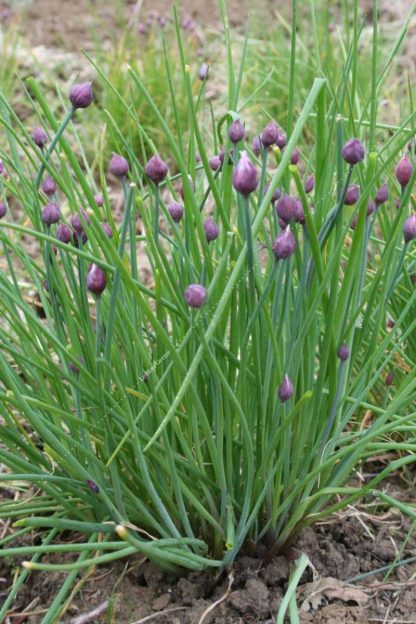Plant bio ciboulette