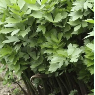 Plants de Livèche