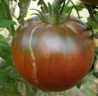 Plant de tomate Noire de Crimée