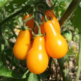 Plant bio tomate poire jaune