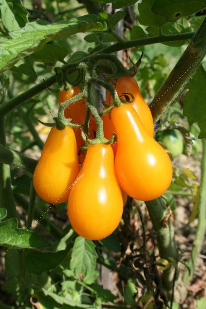Plant bio tomate poire jaune
