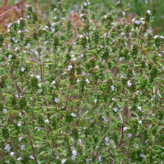 Plants de Sarriette annuelle