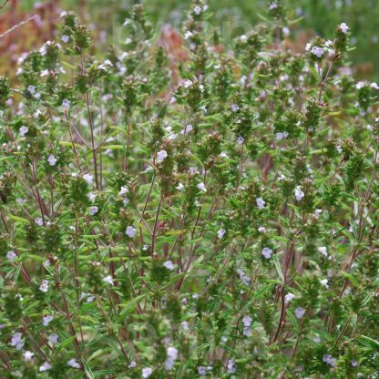 Plants de Sarriette annuelle