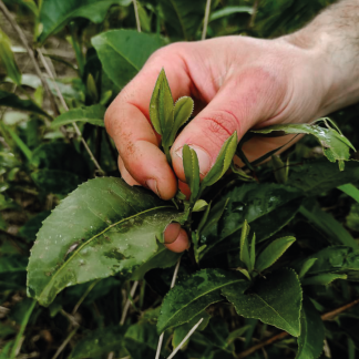 Plant bio théier 2 ans
