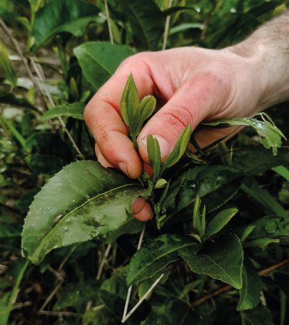 Plant bio théier 2 ans