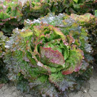 Plant bio laitue feuille de chêne rouge
