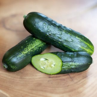 Plant de concombre Le Genéreux